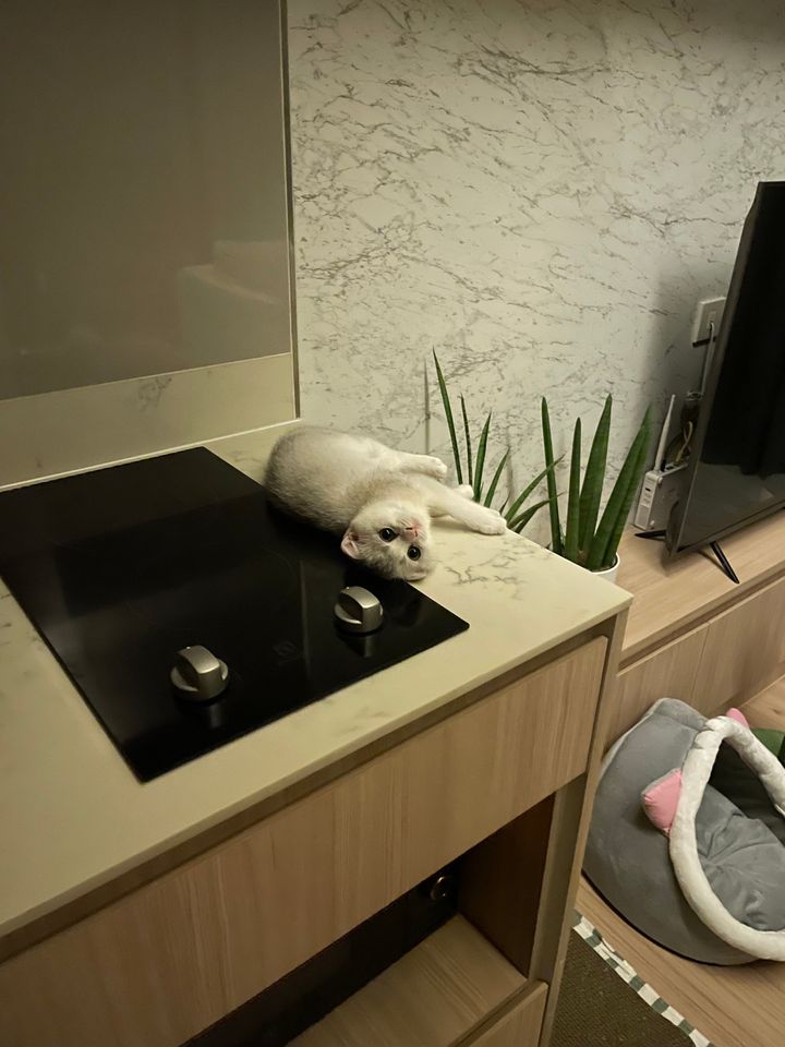 ขายคอนโด 1 ห้องนอนที่ เอ็มจตุจักร (Pet friendly)